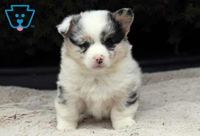 Sophie Corgi image