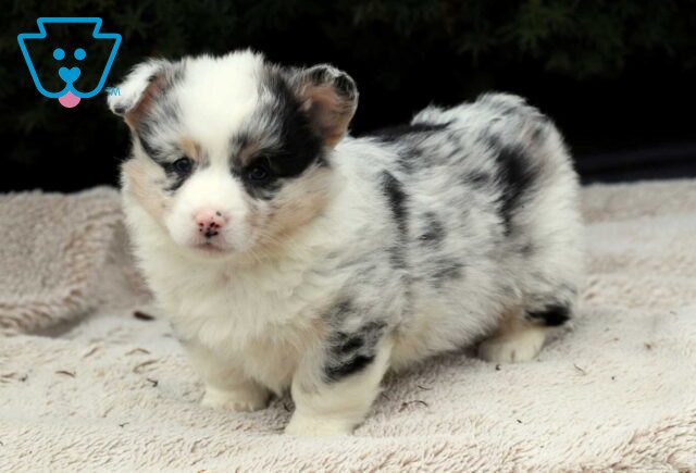 Sophie Corgi2 image