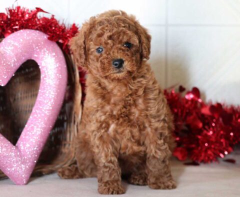 Sophie Mini Goldendoodle