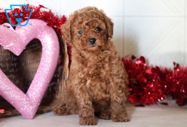 Sophie Mini Goldendoodle image