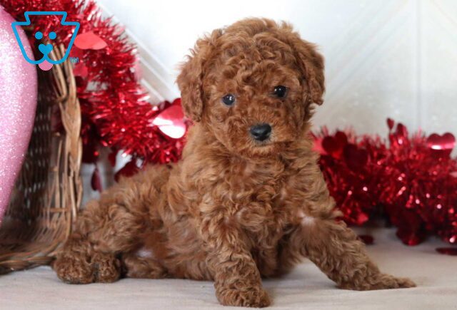 Sophie Mini Goldendoodle2 image
