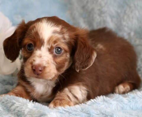 Speckles Mini Dachshund2