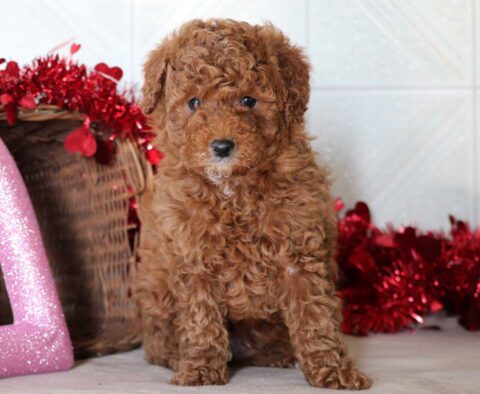 Spyro Mini Goldendoodle