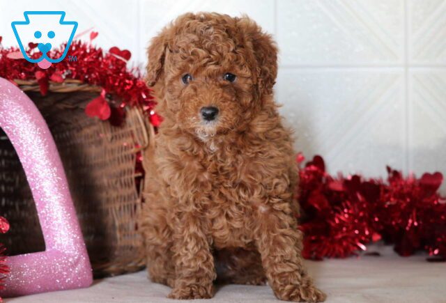 Spyro Mini Goldendoodle image
