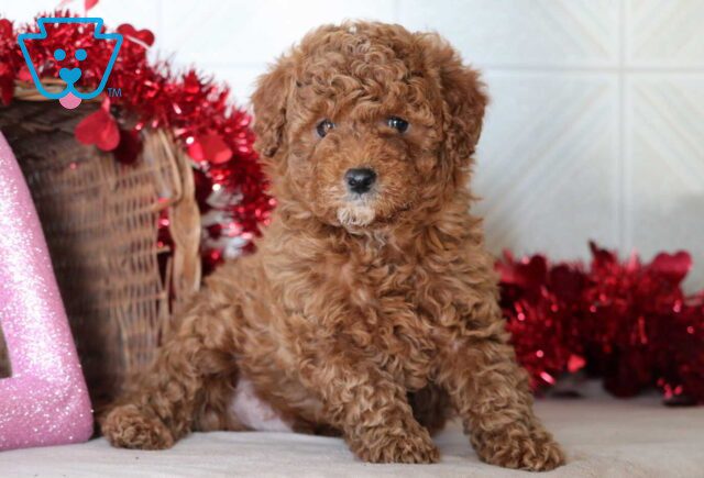 Spyro Mini Goldendoodle2 image