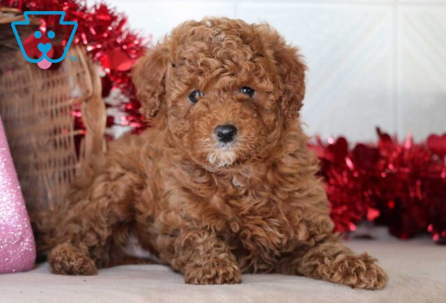 Spyro Mini Goldendoodle3 image