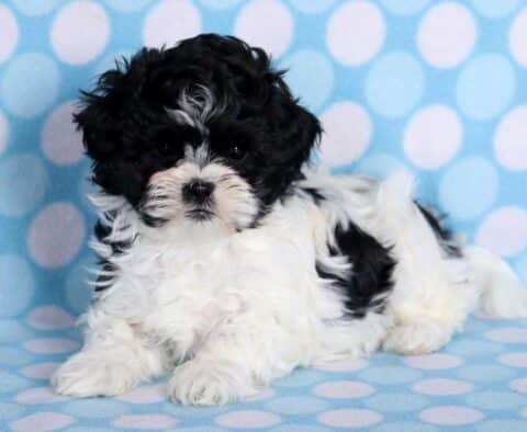 Stanley Shihpoo2