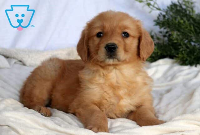 Star Golden Retriever image