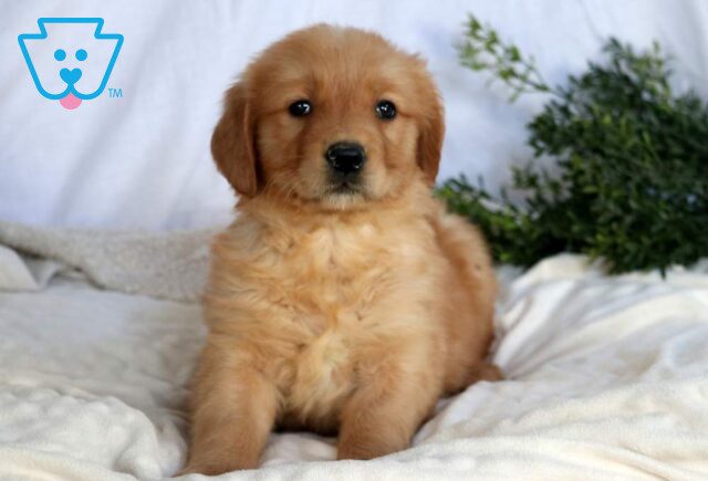 Star Golden Retriever2 image