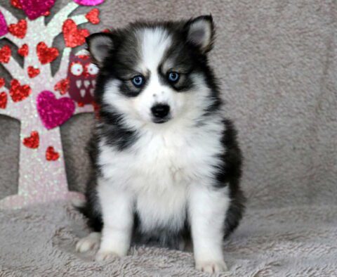 Star Pomsky