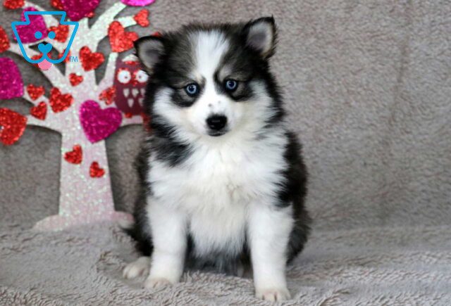 Star Pomsky image