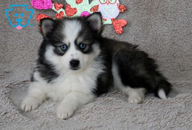Star Pomsky2 image