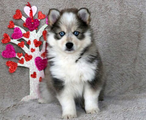 Sting Pomsky