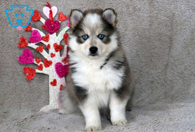 Sting Pomsky image