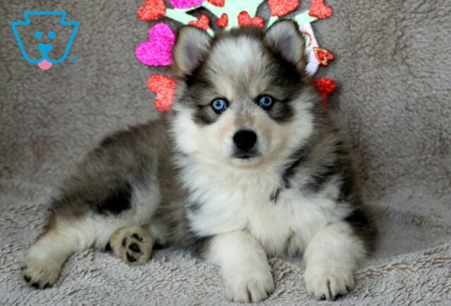 Sting Pomsky2 image