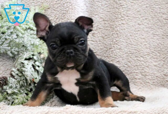 Stubby French Bulldog image
