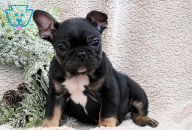 Stubby French Bulldog2 image