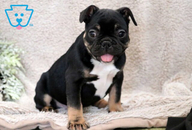 Sugar French Bulldog image