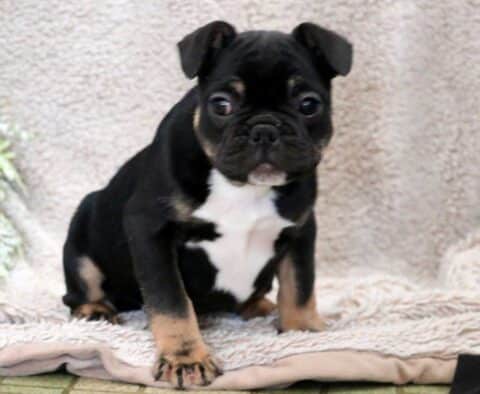 Sugar French Bulldog2