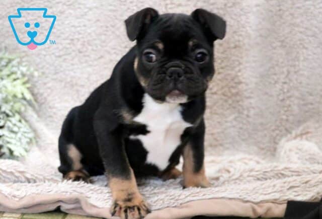 Sugar French Bulldog2 image