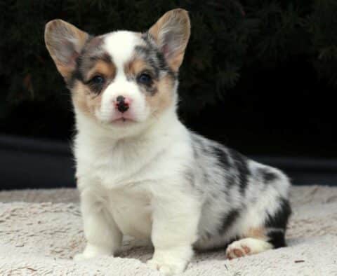 Suki Corgi2