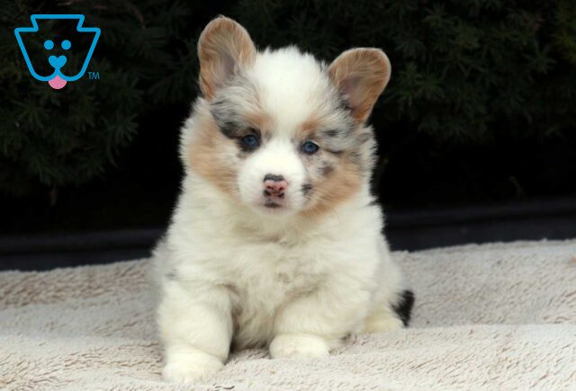 Sweetie Corgi image