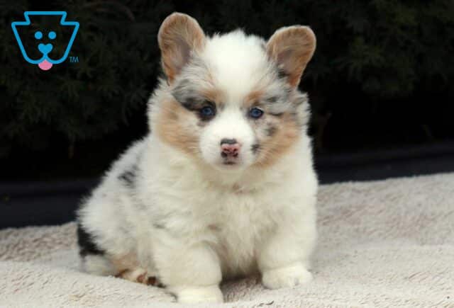 Sweetie Corgi2 image