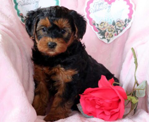 Sweetie Yorkiepoo2