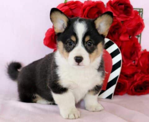 Tarzan Corgi