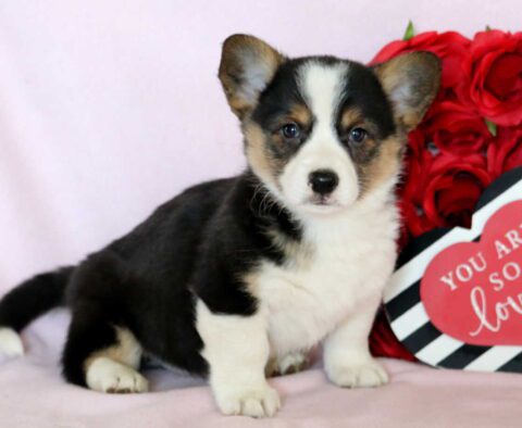 Theodore Corgi