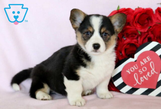 Theodore Corgi image