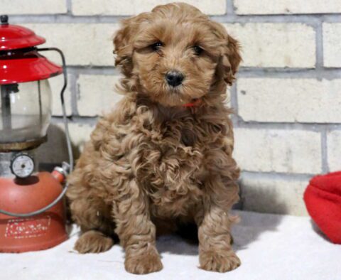 Tia Mini Goldendoodle