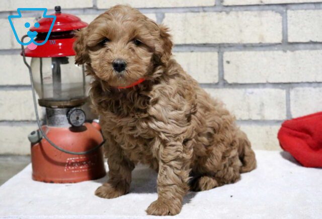 Tia Mini Goldendoodle2 image