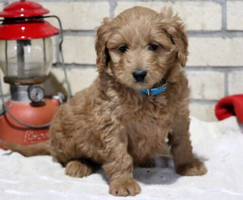 Timmy Mini GOldendoodle