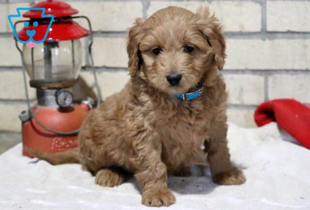 Timmy Mini GOldendoodle image