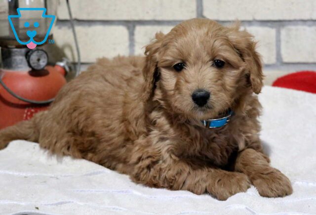Timmy Mini GOldendoodle2 image