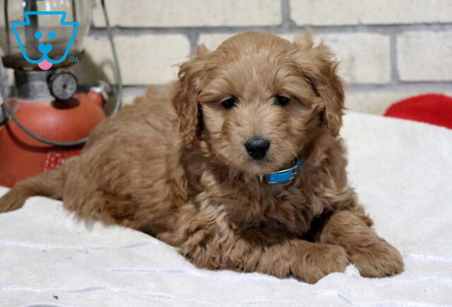Timmy Mini GOldendoodle3 image