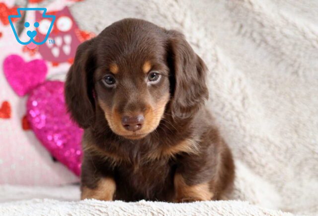 Tootsie Dachshund image