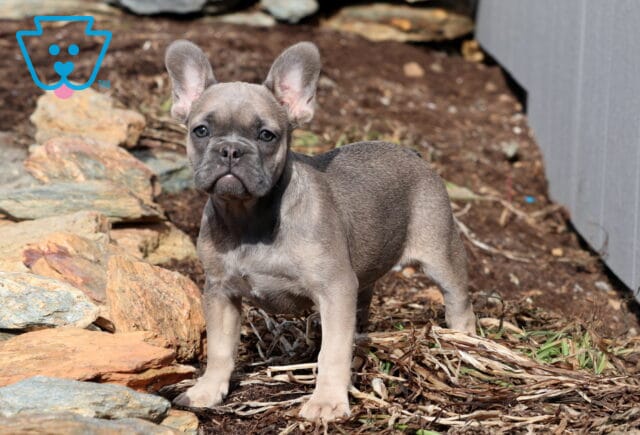 Tootsie French Bulldog image