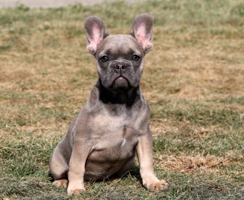 Tootsie French Bulldog2