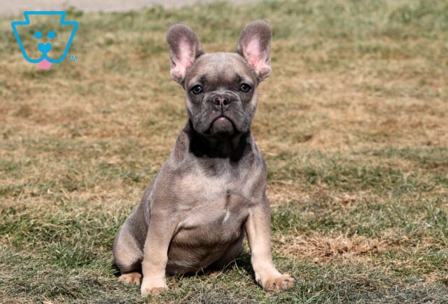 Tootsie French Bulldog2 image