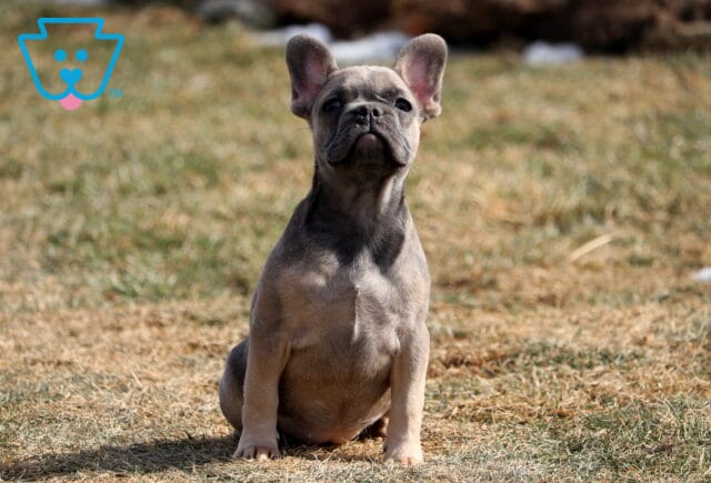 Tootsie French Bulldog3 image