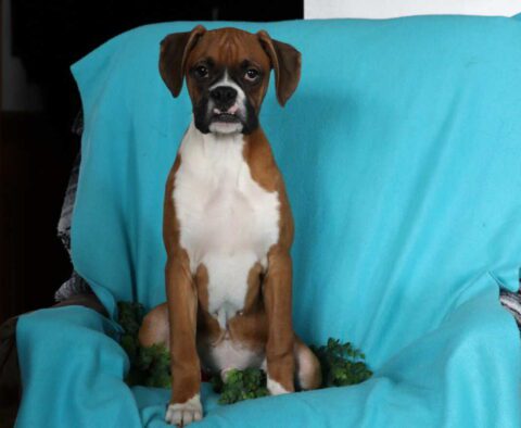 Tucker Boxer Retake