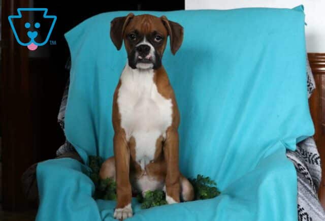 Tucker Boxer Retake image