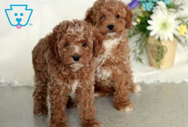 W Litter Mini Poodle Enos Stoltzfus image