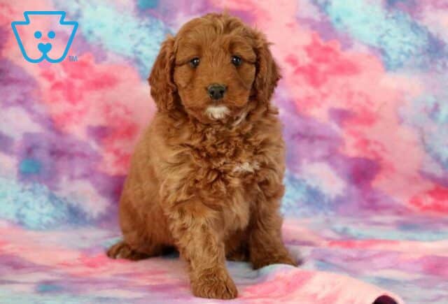 Wags Mini Bernedoodle image