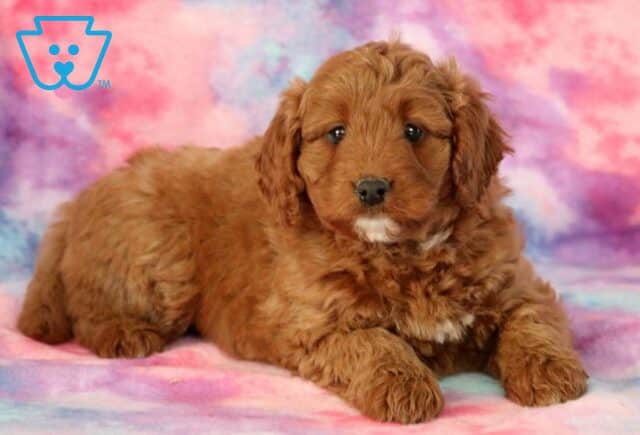 Wags Mini Bernedoodle2 image