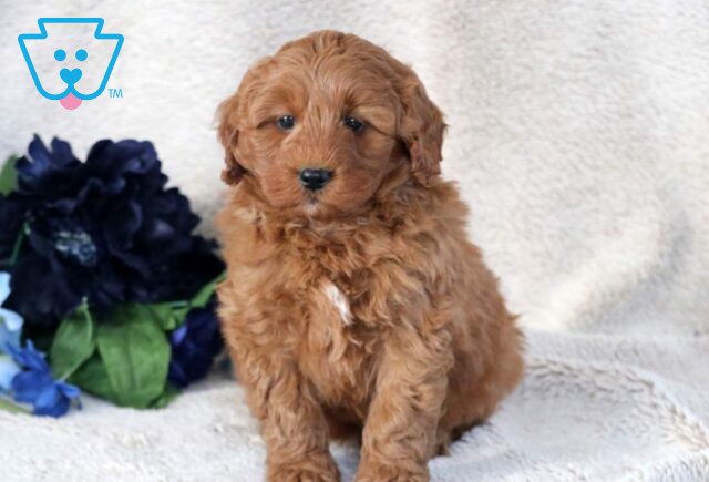 Walker Mini Bernedoodle image
