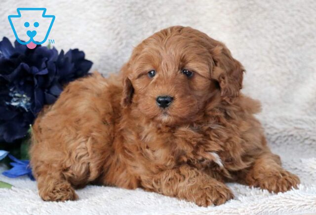 Walker Mini Bernedoodle2 image