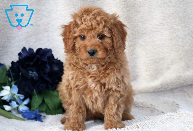 Washington Mini Bernedoodle image